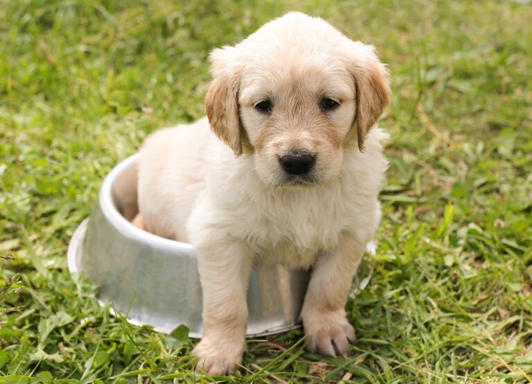 Krmivo pro psa nebo kočku musí mít vyvážené nutriční hodnoty. A co dělat při citlivém zažívání?